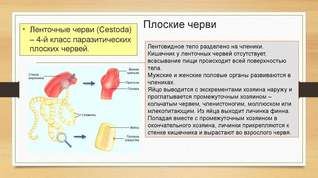 Тело ленточных червей подразделяют на. Плоские черви ленточные черви. Класс ленточные черви (цестоды). Тело разделено на членики у. Тело червей разделено на