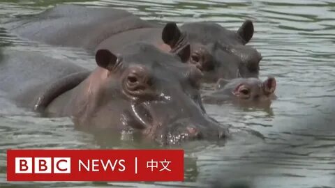Ааа бегемоты