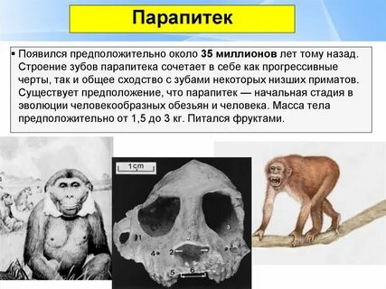 Эволюция человека таблица дриопитек