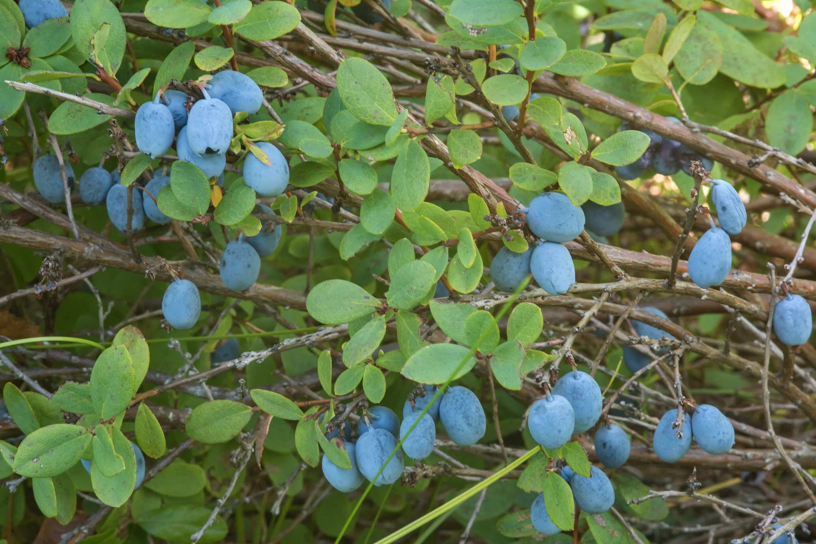 Синие ягоды в лесу. Голубика обыкновенная лесная. Синие ягоды в лесу. Волчья ягода голубая. Синяя лесная ягода.