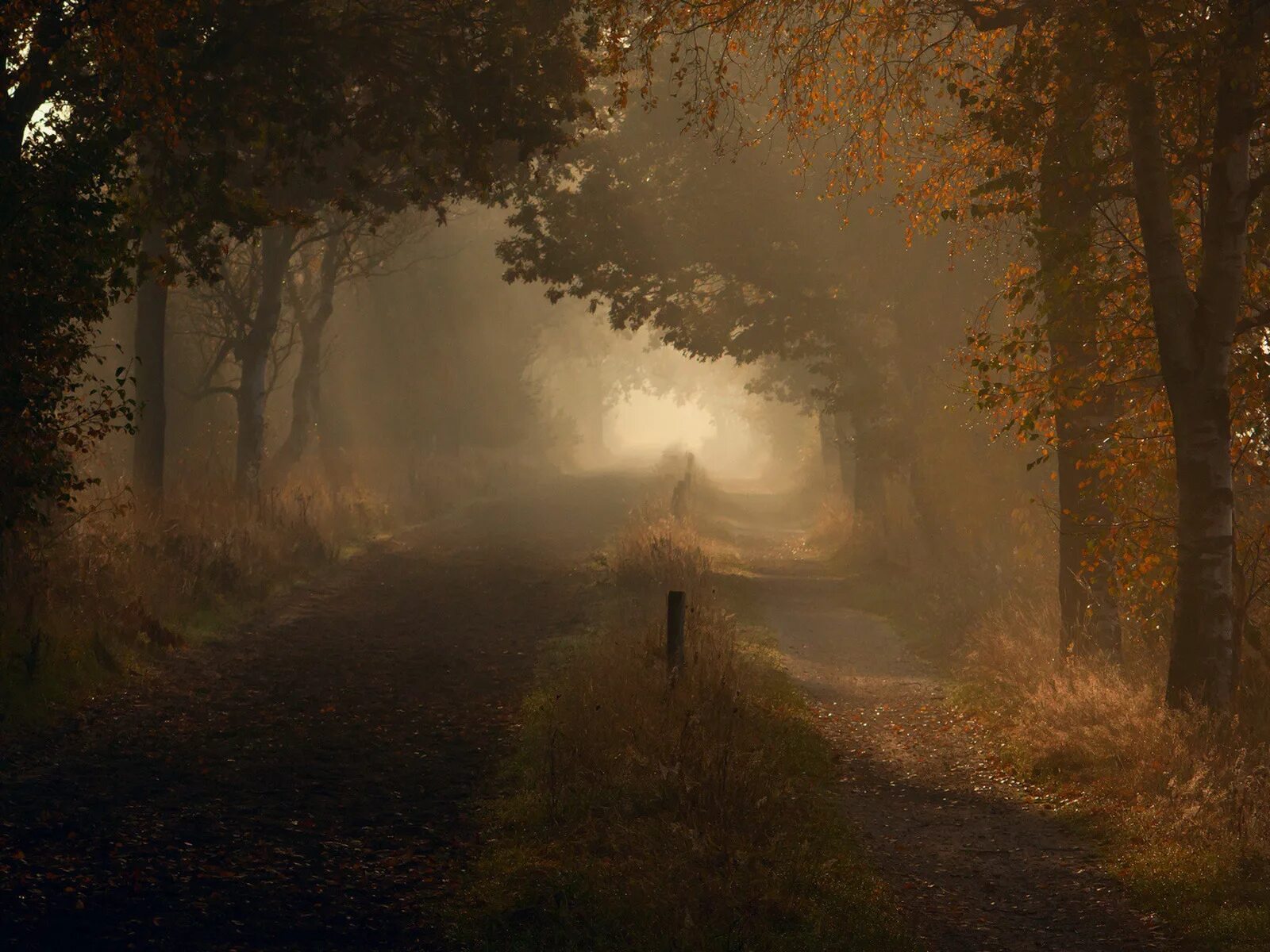 Туманные тропы. Тропинка в тумане. Старый густой лес. Тропинка в лесу. Мрачный осенний пейзаж.