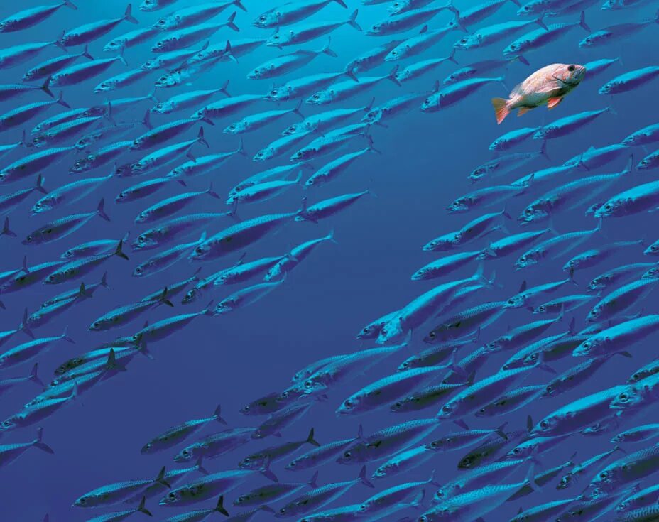 тарпан рыба морская. минтай тихоокеанский дальневосточный. рыба тек. рыба тек. рыба тек.