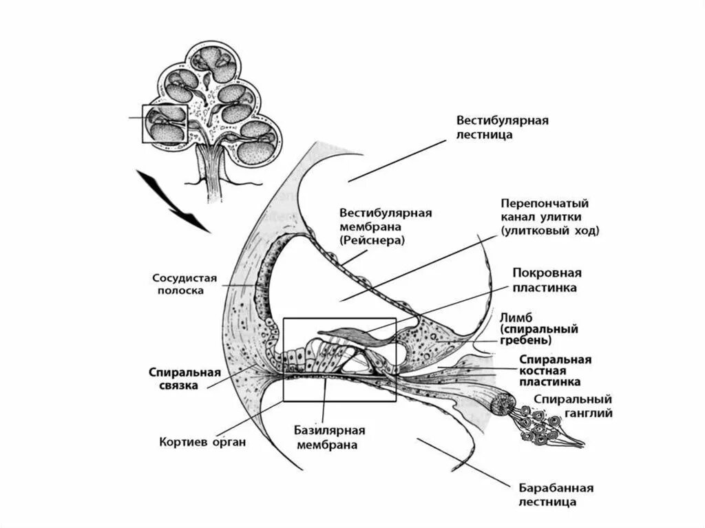 Кортиев орган вестибулярный аппарат. Улитковый проток строение. Внутреннее ухо улитковый проток. Строение улитки внутреннего уха в разрезе. Орган слуха строение улитки.