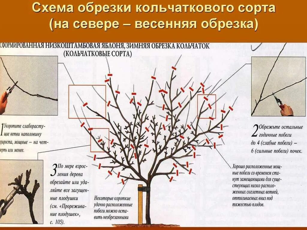 Обрезка плодовых деревьев летом. Схема обрезки яблони весной. схема обрезки плодовых деревьев весной. правильно обрезать яблоню весной схема подрезки. правильно обрезать яблоню осенью схема подрезки.