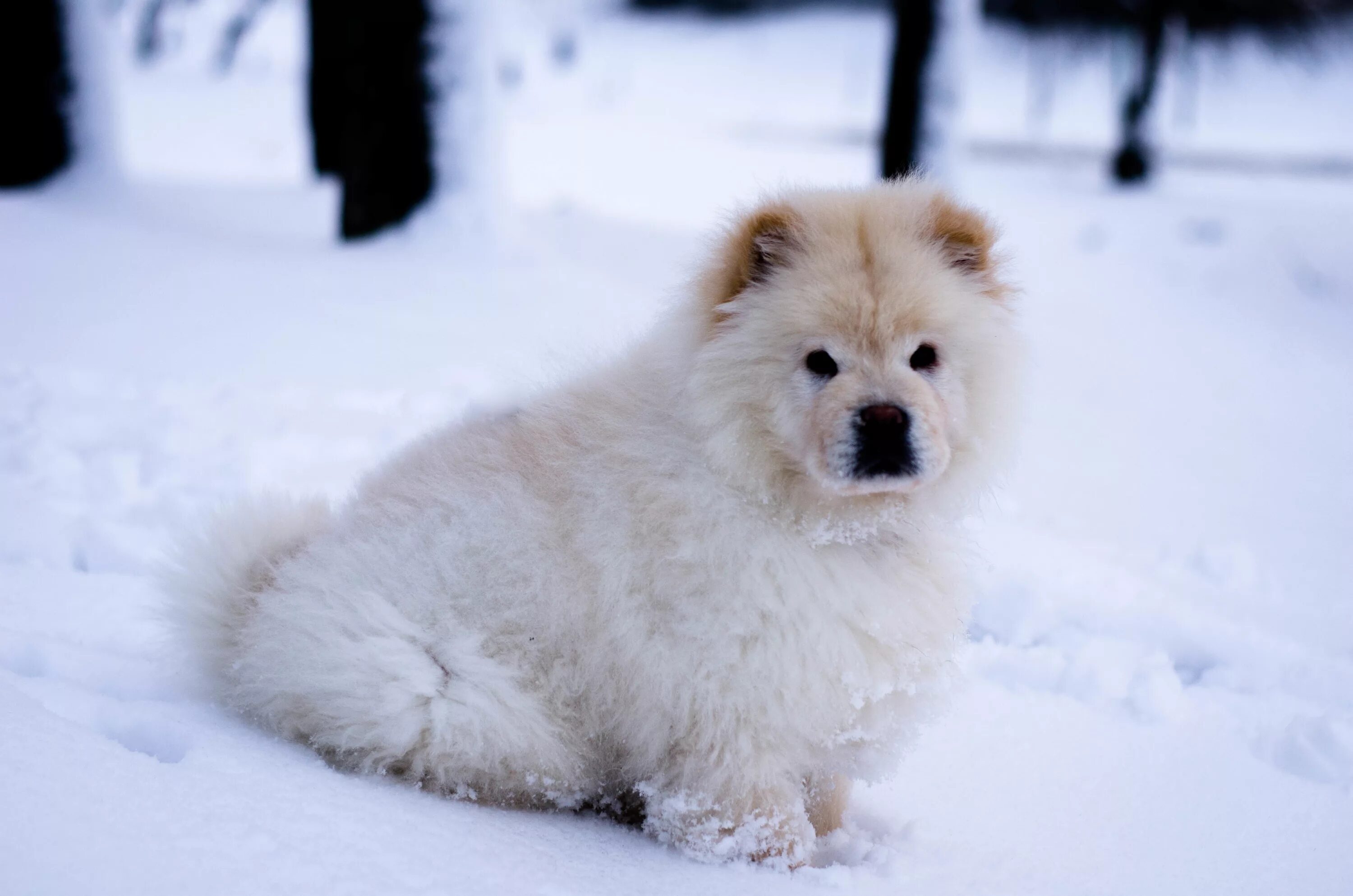 Собака снежок. Чау чау белый. Чау чау и самоед. Чау-чау собака белая. Самоед снежок.