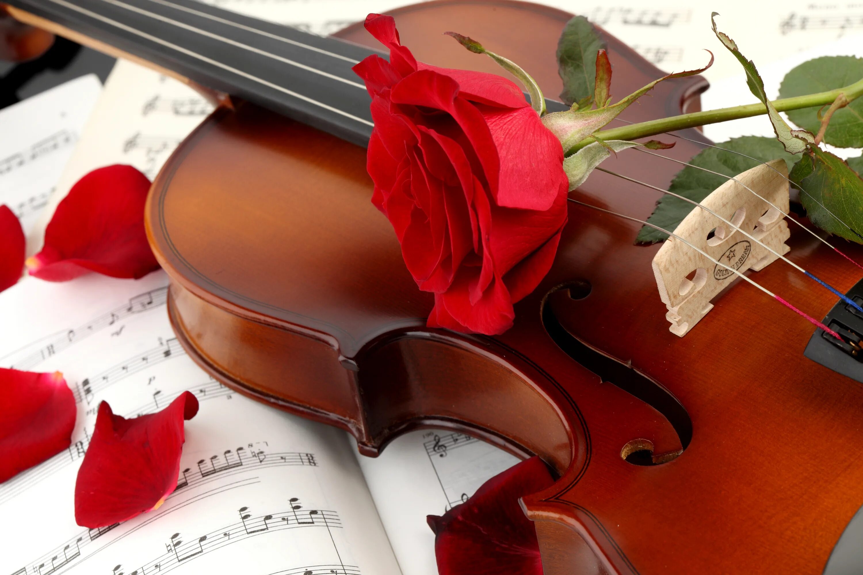 Инструменты для романса. Музыкальные картинки. Цветы для музыканта. Музыкальные инструменты и цветы.