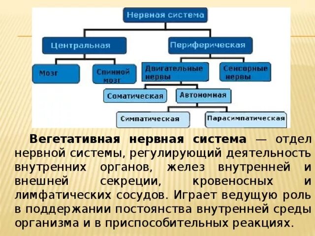 Как нервная система регулирует работу органов биология. Вегетативная нервная система Центральный и периферический отделы. Регулирует деятельность нервной системы. Вегетативная нервная система регулирует. Отдел нервной системы регулирующий работу внутренних органов.