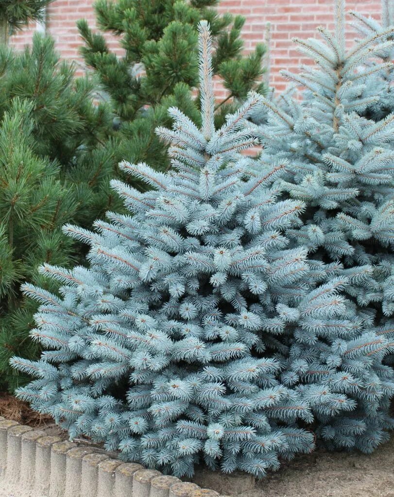 Super blue seedling. Picea pungens super blue seedling. Ель голубая глаука. Ель колючая super blue seedling. Ель глаука супер блю.
