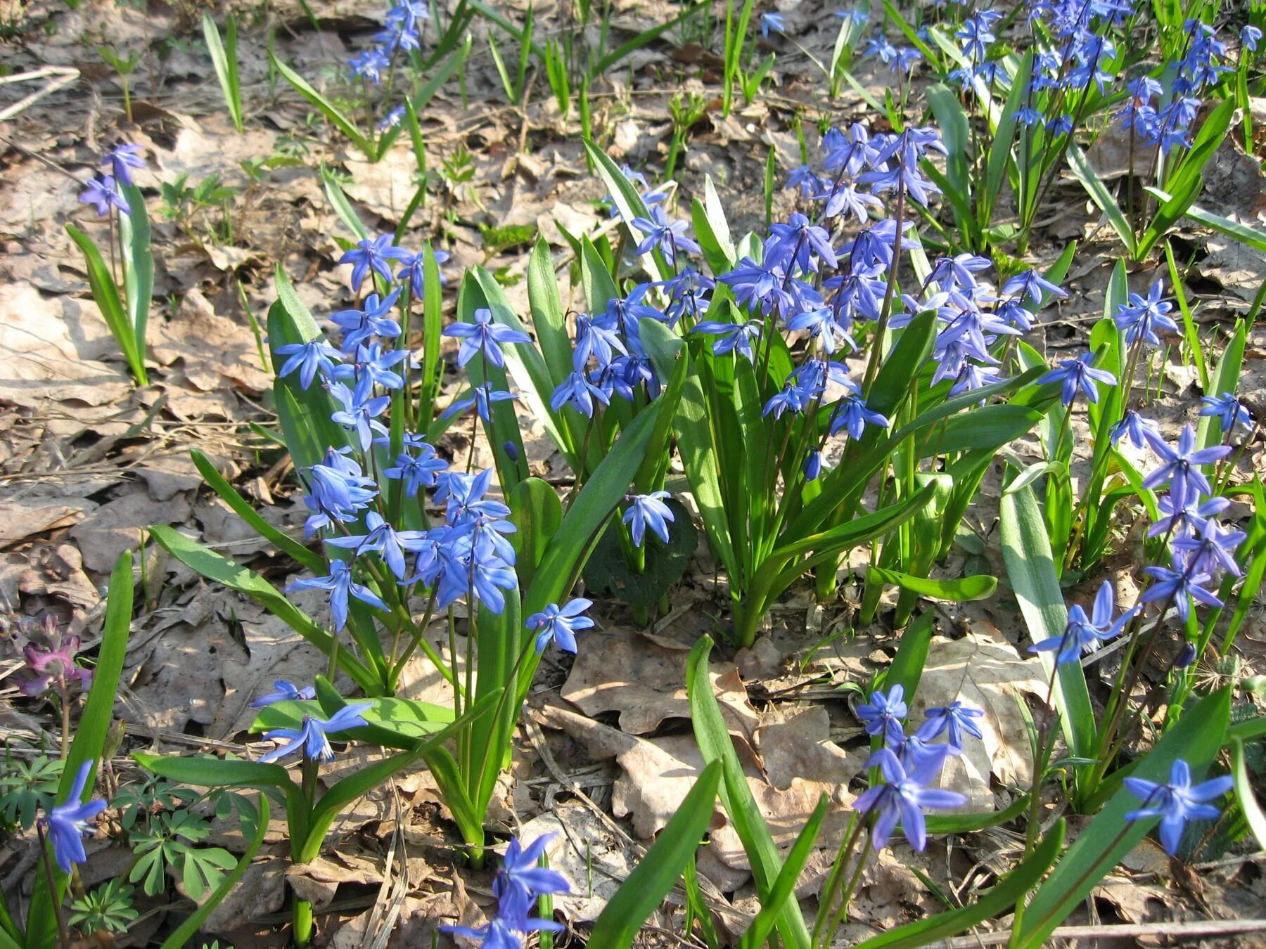 Ранние весенние цветы синие. Пролеска растение. Пролеска Сибирская высота. Голубые пролески. Подснежник пролеска.