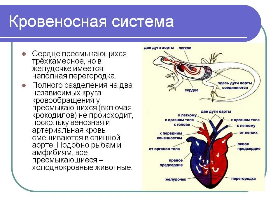 У земноводных сердце трехкамерное с неполной перегородкой. Трёхкамерное сердце и два круга кровообращения. Пресмыкающиеся кровеносная система 7 класс. Класс пресмыкающиеся строение кровеносной системы. Филогенез кровеносной системы пресмыкающихся.