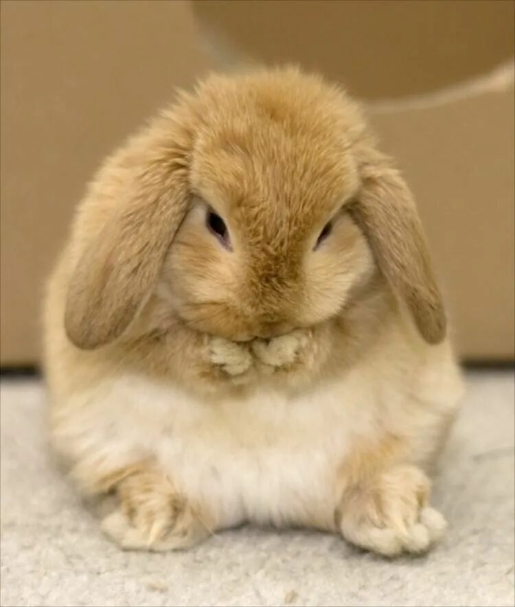 Bunny rabbits. Кролик баран вислоухий великан. Кролик вислоухий баран рыжий. Английский вислоухий кролик. Рыжий вислоухий кролик.