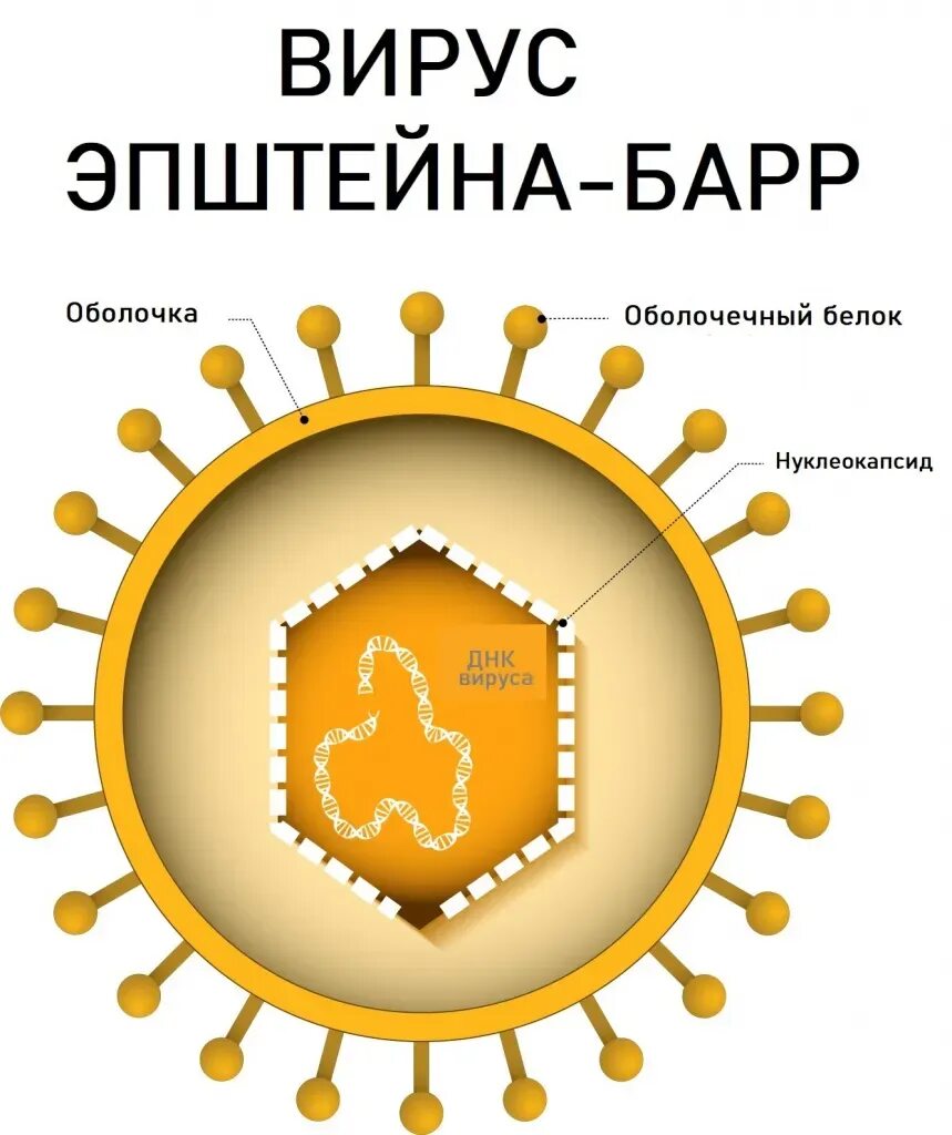 Вирус баре. Строение вируса эпштейна-барр. структура вируса эпштейна барра. вирус эпштейна-барр симптомы. вэб вирус эпштейна барр.