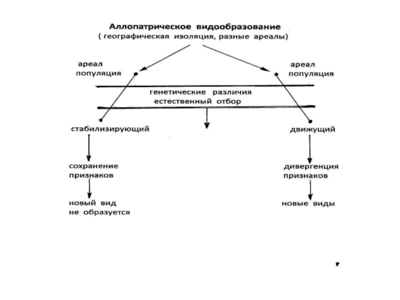 Этапы географической изоляции. Схема экологического видообразования. Видообразование таблица 11. Механизм видообразования схема. Видообразование таблица 11 класс.