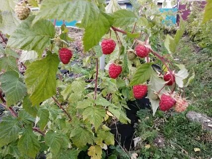 Малина нижегородец описание