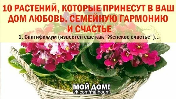 Какие цветы любовь приносит. Цветы которые приносят счастье. цветы приносящие счастье и любовь. домашние цветы которые приносят счастье. цветы которые приносят счастье и любовь в дом.