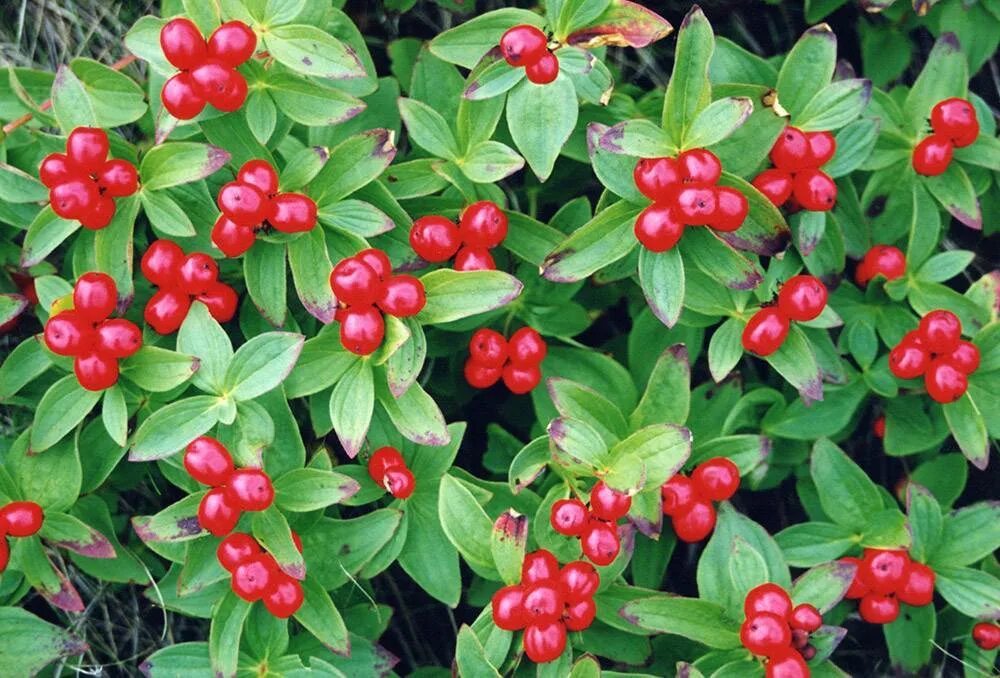 Dogwood Tree: Types, Planting, and Growing Guide