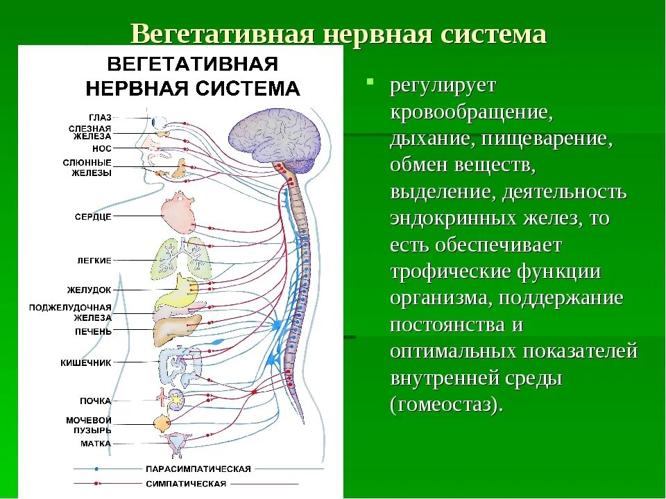 Симпатические нервы оказывают влияние. Структура и функции автономной вегетативной нервной системы. Вегетативная нервная система анатомия строение. Строение симпатического отдела вегетативной нервной системы схема. Автономный вегетативный отдел нервной системы.