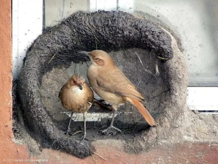 Гнездо рядом с домом. Птица строит гнездо. Гнездо для птиц.. Жилища птиц. Птицы которые вьют гнезда в домах.
