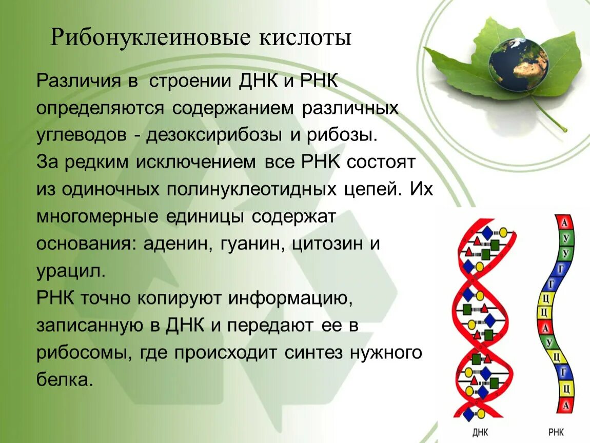 Дезоксирибонуклеиновую кислоту (ДНК); рибонуклеиновую кислоту (РНК).. Строение ДНК И РНК. Структура ДНК И РНК. ДНК И РНК это в биологии.