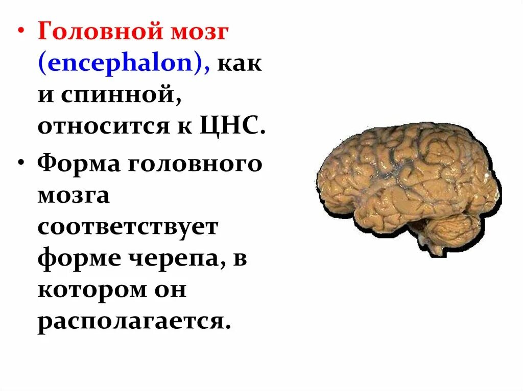 Как зависит масса головного мозга. Головной мозг encephalon. анатомия и физиология головного мозга. форма цнс. форма заднего мозга.