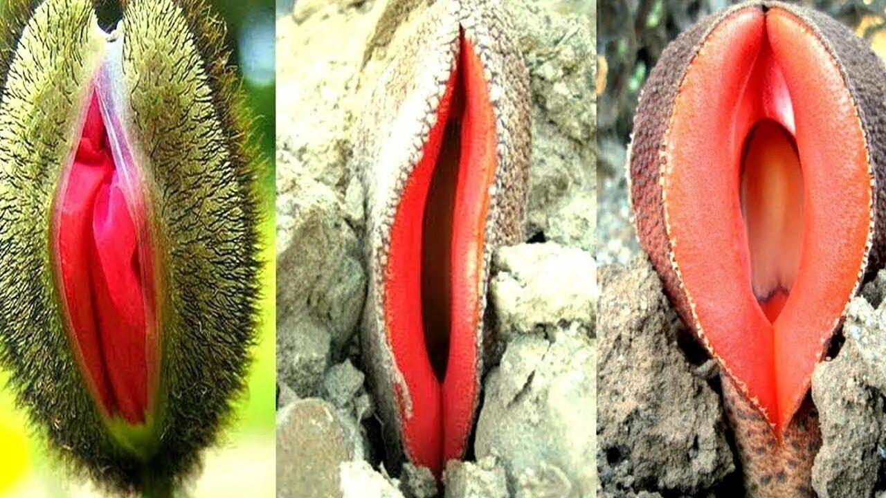 Гиднора Африканская (Hydnora africana). Растение в форме вагины. Растения похожие на гениталии. Растение похожее на женские органы. Половые губы снизу