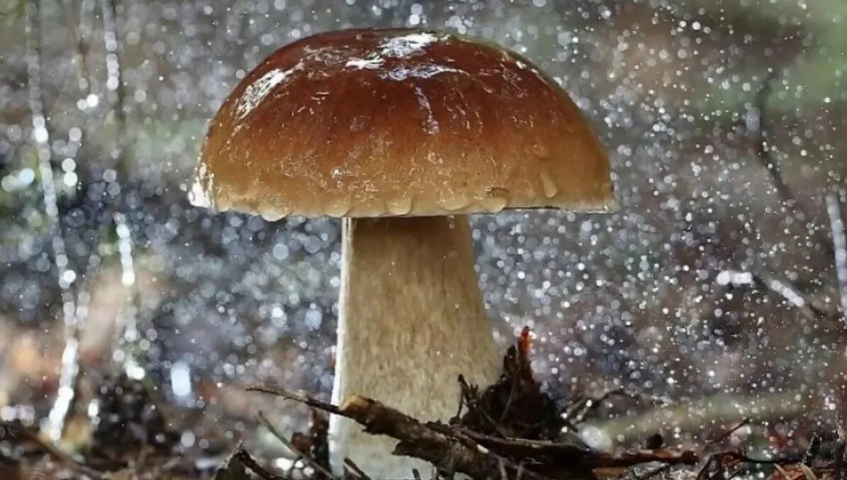 Дождя больше грибов. Грибы после дождя. Грибы под дождем. Грибы под дождём в лесу. Мокрый гриб.