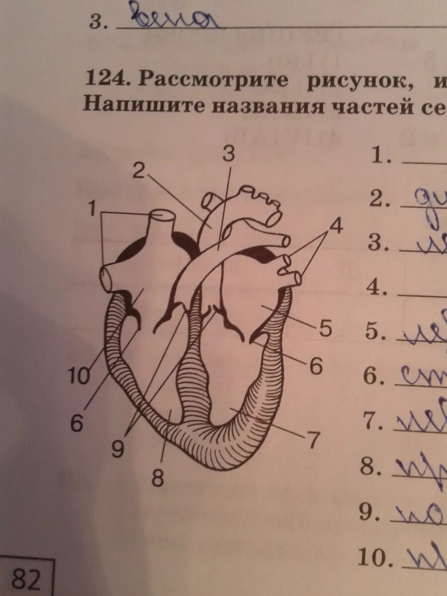 Обозначьте рисунок строение сердца