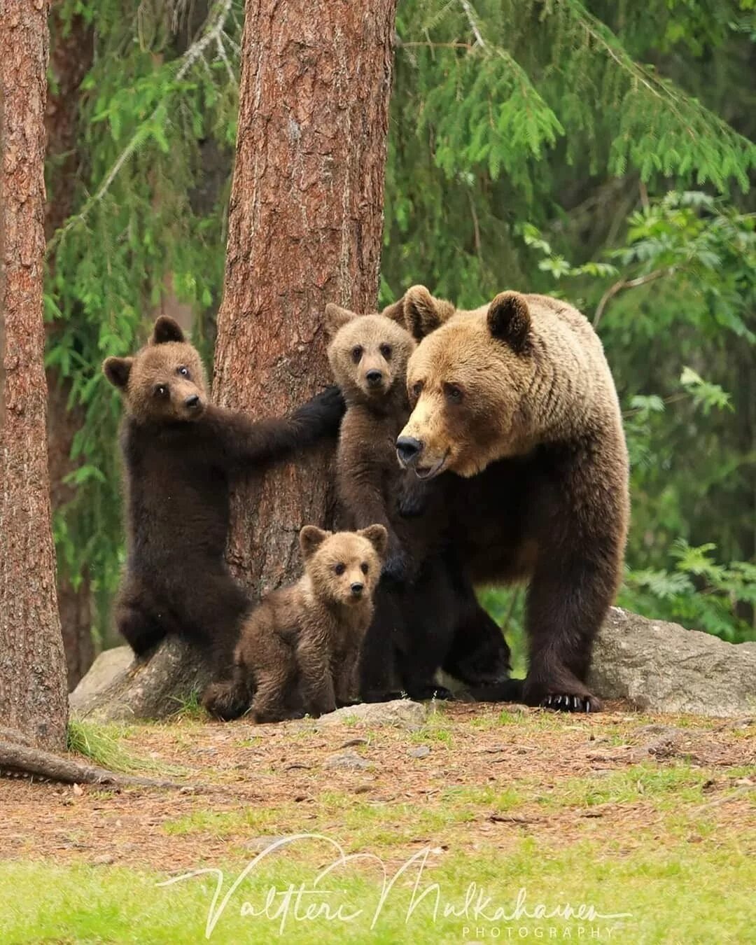 Маленький медвежонок. Медведи обнимаются. Бурый медведь михайло потапыч. Медведь гризли. Четыре медведя четыре медведя.