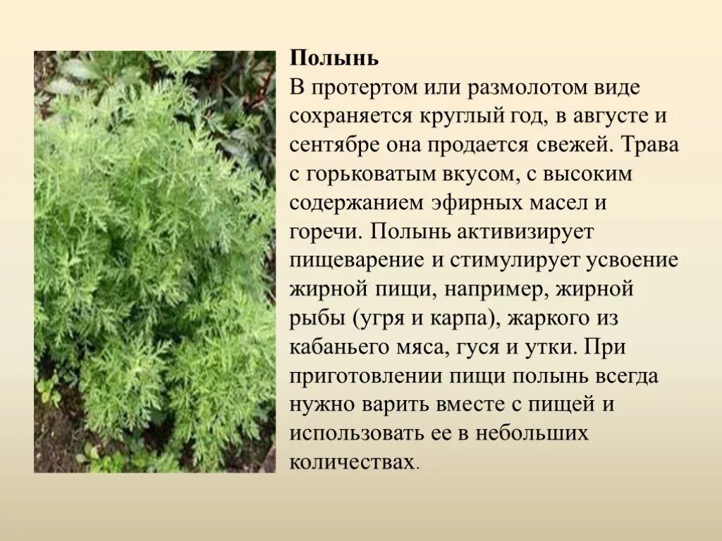 Виды полыни. Полынь описание растения. Полынь класс. Полынь сообщение.