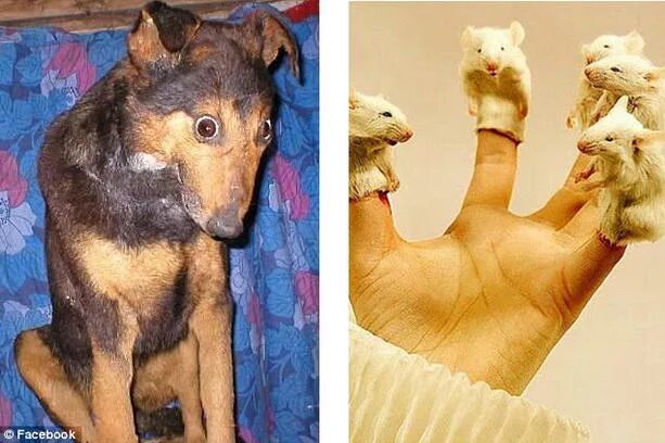 Чучела животных. Ковид чучело. Чучело кота. Чучело какого животного разодрал шарик. Чучело какого животного разодрал шарик.