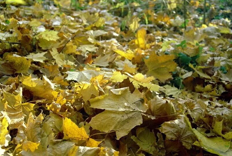 Листовой опад это. Листовый опад. Опад листьев. Листья березы опад. Перегной листва.