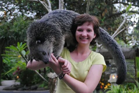 Бинтуронг - очаровательные кошачьи мишки 