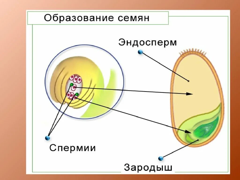 Из чего формируется зародыш