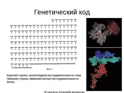 Аминокислотная последовательность белка