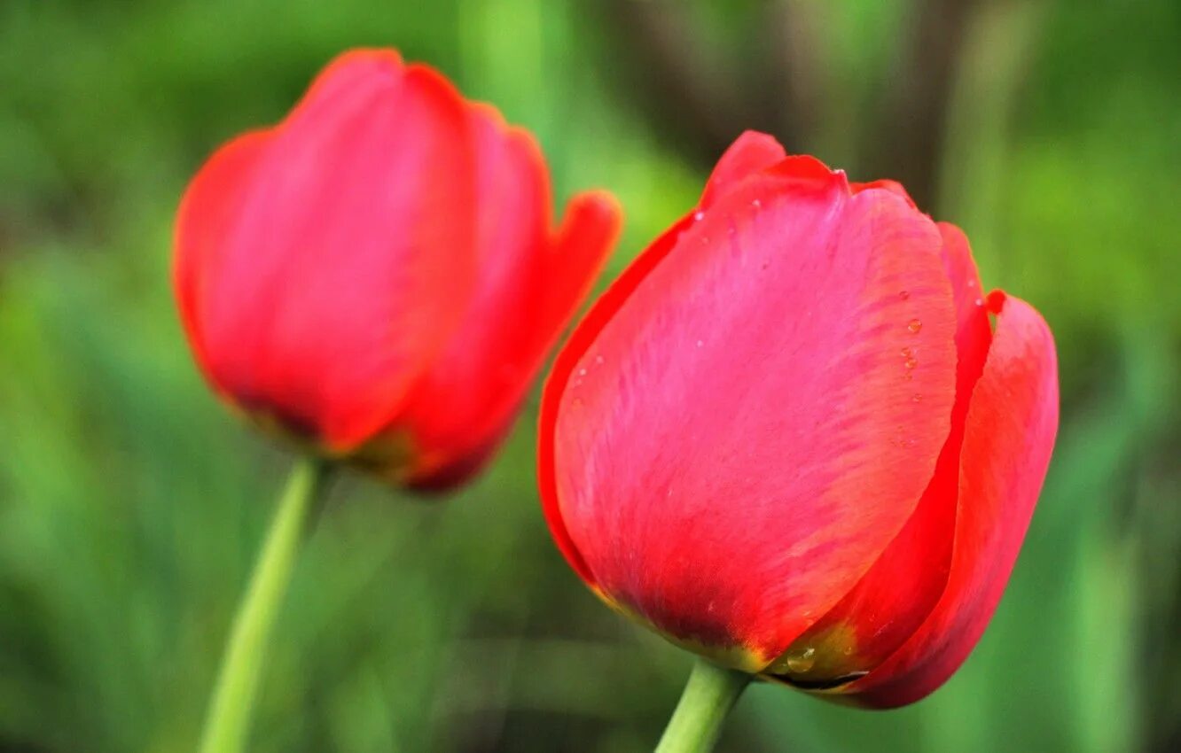 Tulip 2