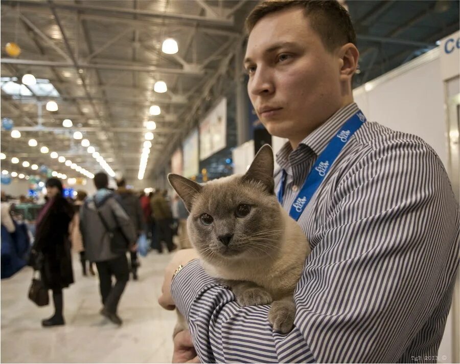 Кэтсбург. Выставка кошек в Москве. Московская выставка кошек. Выставка кошек ВДНХ. Крокус экспо выставка кошек