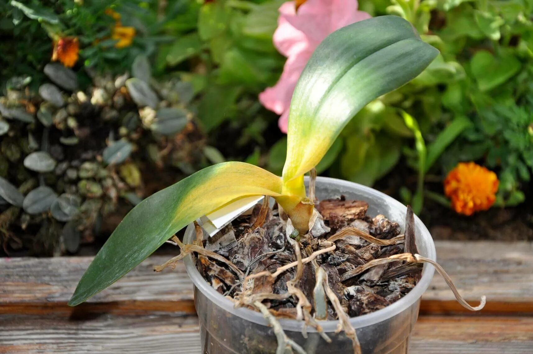 Заболевание орхидеи фото. Орхидея фаленопсис листья. гниль орхидей фаленопсис. южная склероциальная гниль орхидей. болезни орхидей фаленопсис фото.