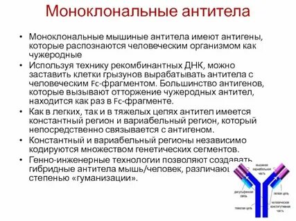 Моноклональные антитела к covid 19