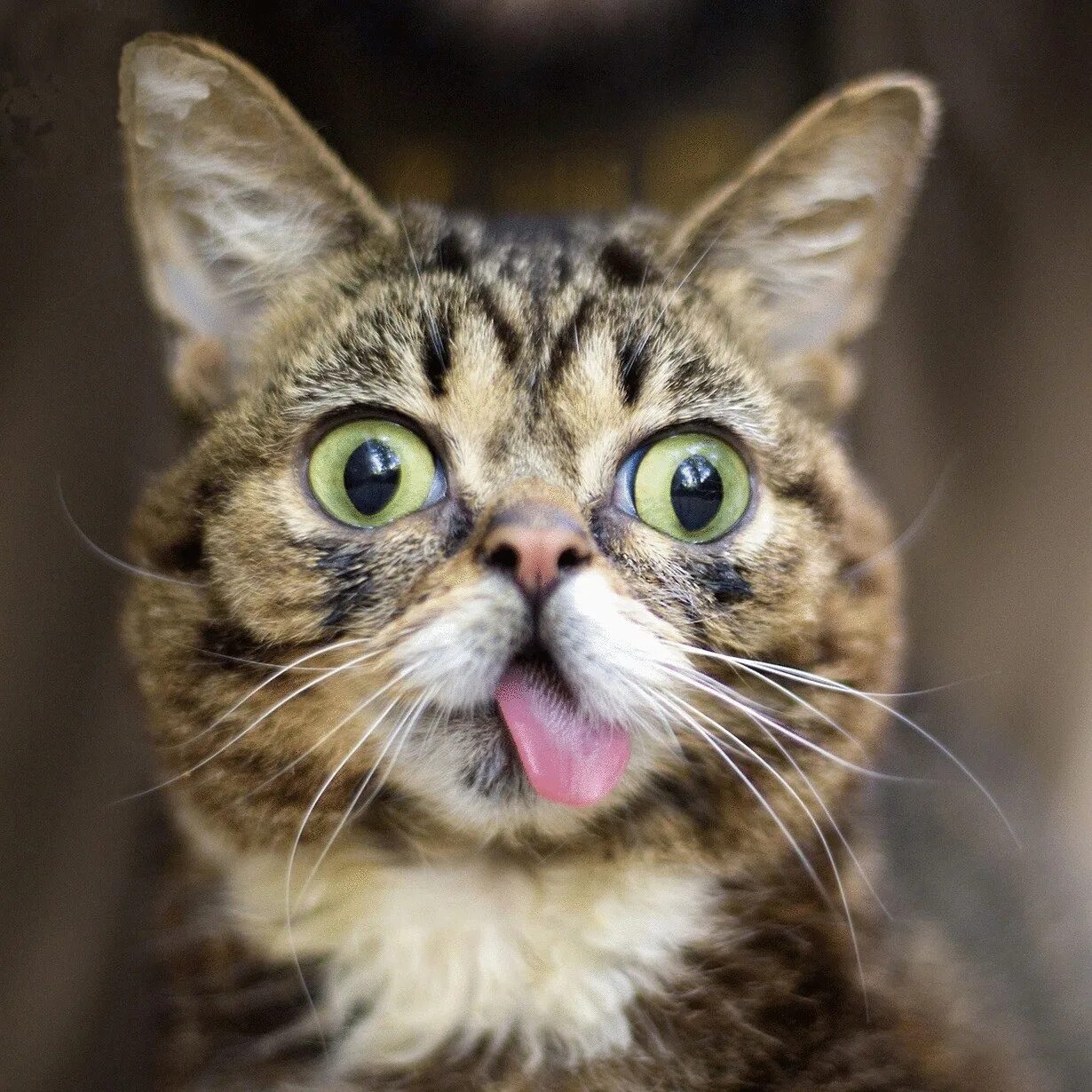 Киски показывают язык. Бешеный кот. Кот с выпученными глазами. Смешной кот. Веселые кошки.