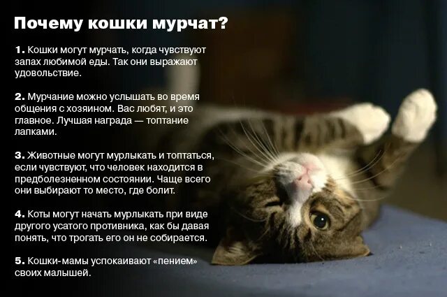 Почему котята мурчат. Кот мурлычет. Кошка мурчит. Как коты мурлыкают. Почему кошки мурчат.