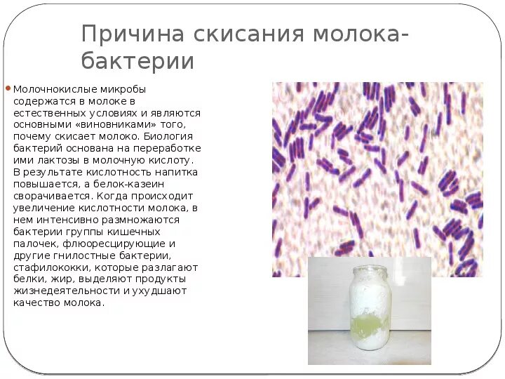 Размножение бактерий в молоке. Размножение бактерий в молоке