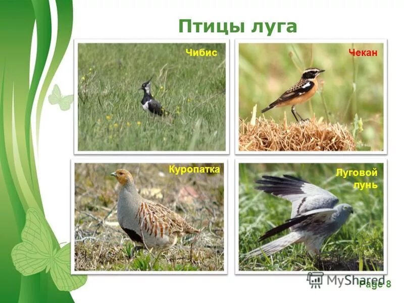 где устраивают гнёзда птицы на лугу. луговые птицы перепелка коростель трясогузка. устраивают гнёзда луговые птицы?. Anthus pratensis. гнездо луговой птицы.