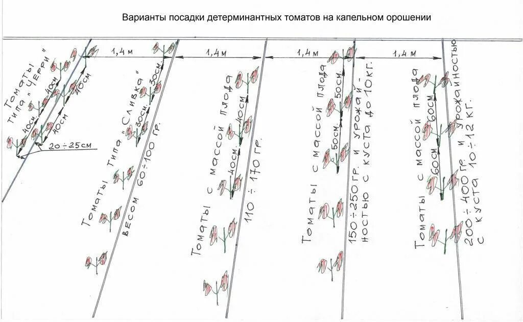 Помидоры сажают на расстоянии друг. Схема высадки томатов в открытый грунт. Схема посадки детерминантных томатов. Схема посадки томатов в теплице. Схема рассадки томатов в теплице.