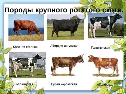 Названия крупного рогатого скота