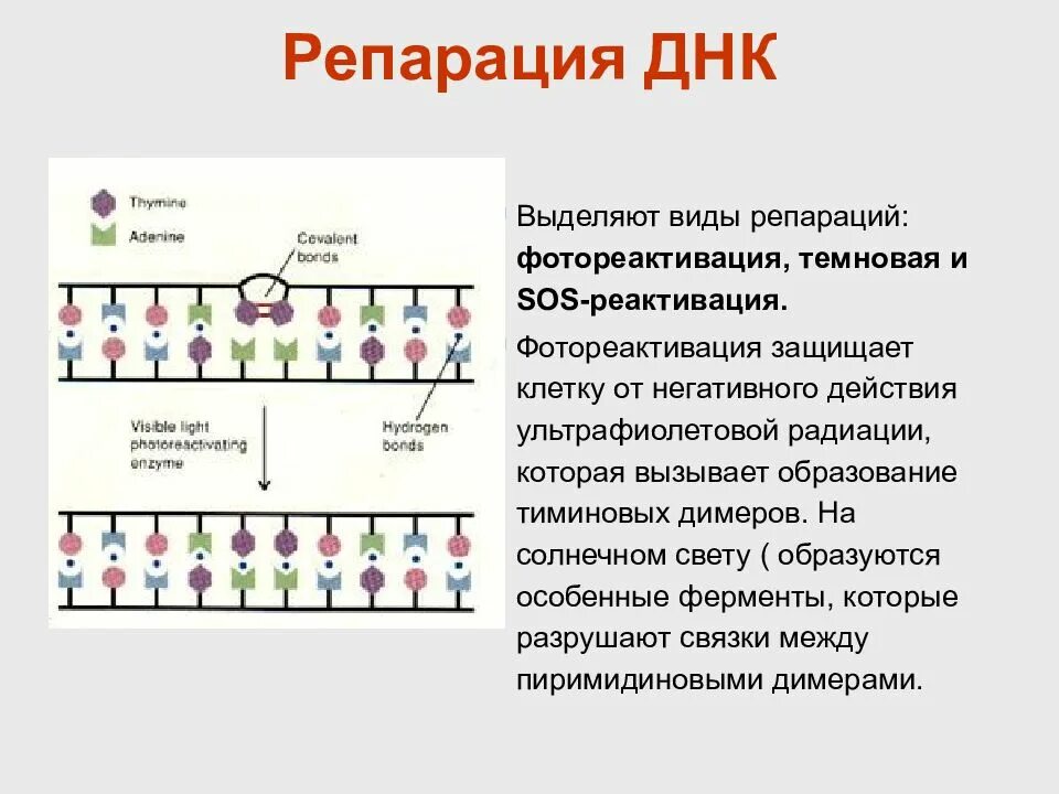 Днк 4 4 22. Тиминовые димеры репарация. схема процесса восстановления нативной структуры днк. репарация днк типы. днк геликаза репарация.