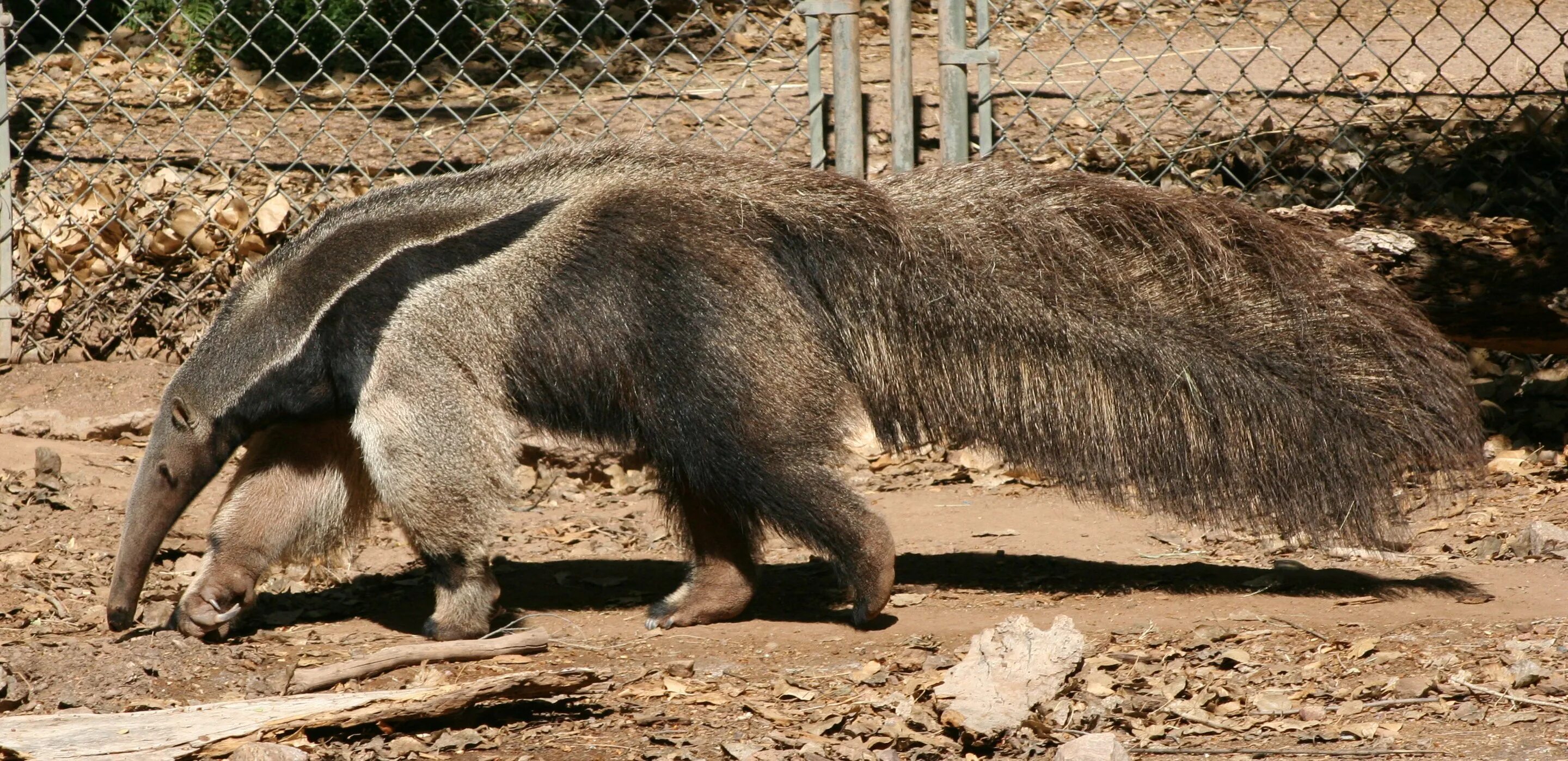 Муравьед в африке. Муравьед носуха. giant anteater. гигантский муравьед. карликовый муравьед млекопитающее.