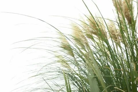 Peaux grasses