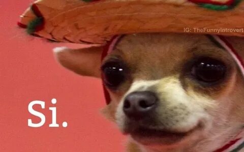 I have dog only