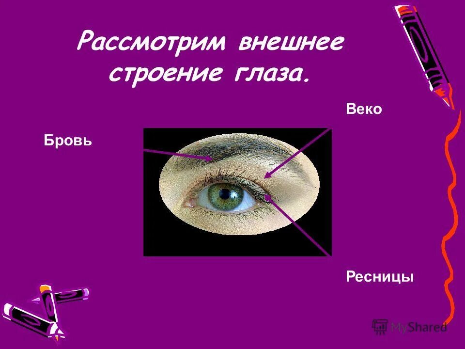 Почки глазков клубня картофеля. Отделы тела собаки. Строение плода семейства крестоцветные. Название плода семейства сложноцветных. Строение плода ягода.
