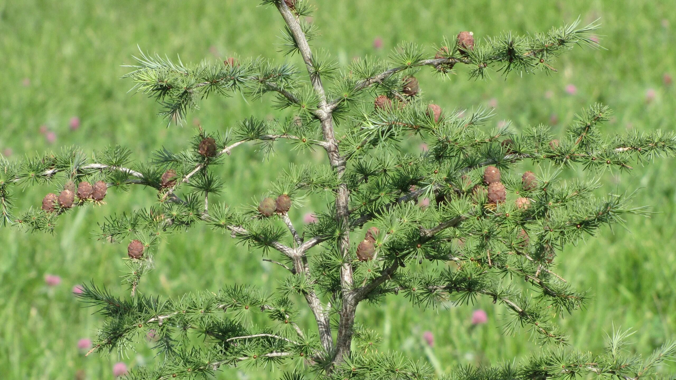 Роль лиственницы. Лиственница европейская larix decidua. классификация лиственницы даурской. larix эндемик азии. лиственница весной.